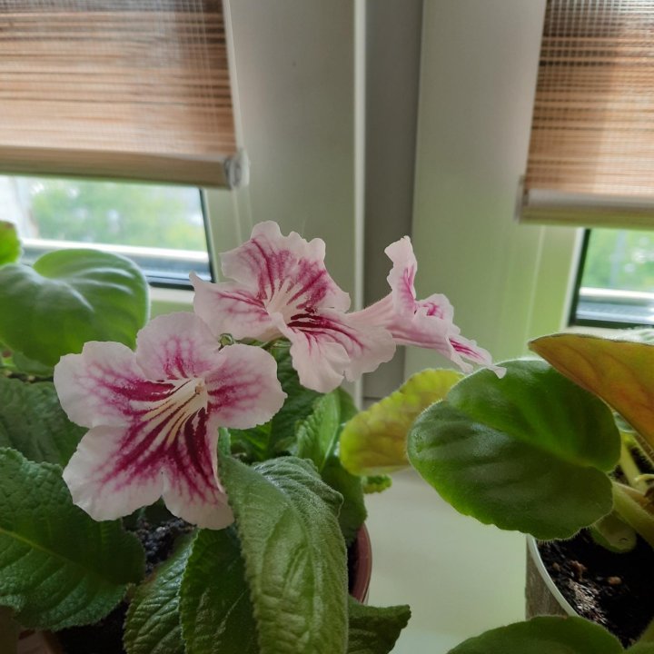 Комнатные цветы.