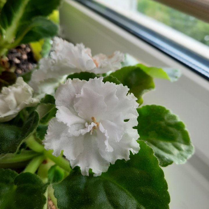 Комнатные цветы.