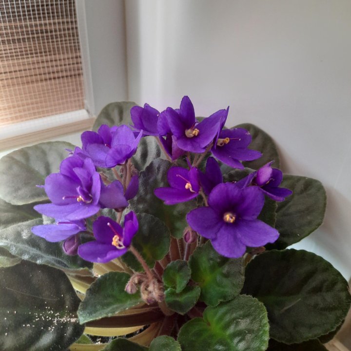 Комнатные цветы.