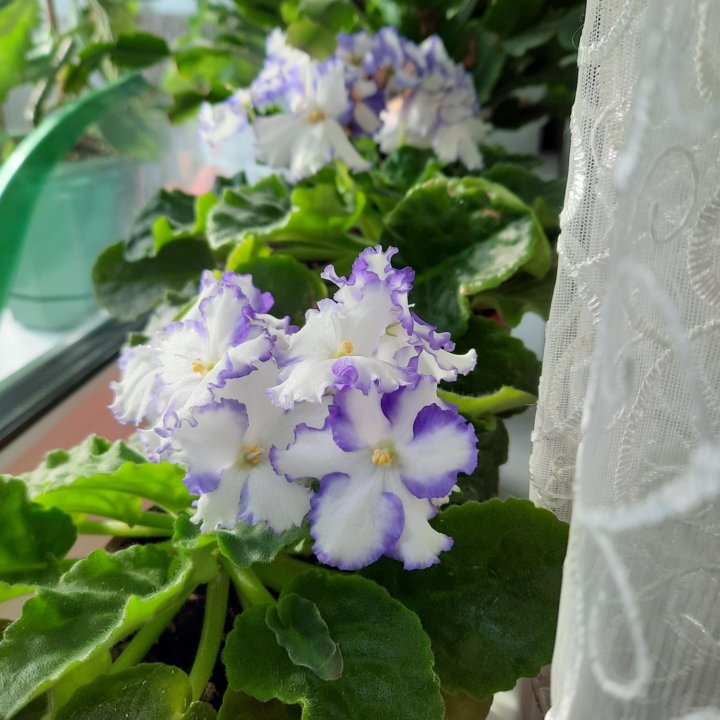 Комнатные цветы.