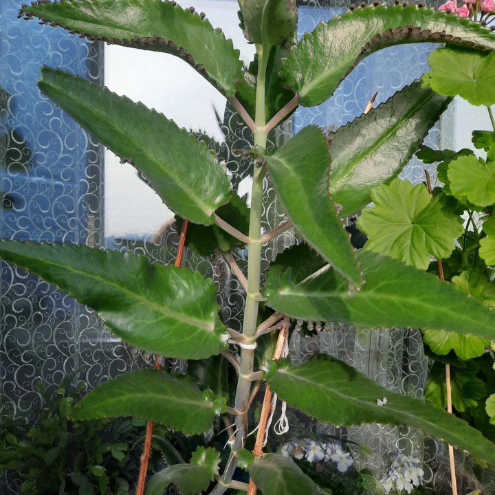 Комнатные цветы.