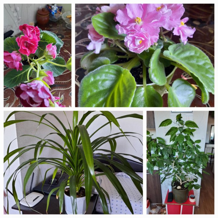 Комнатные цветы.