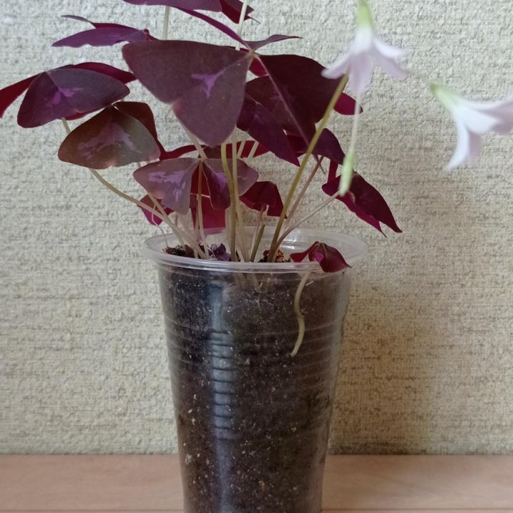 Кислица Оксалис