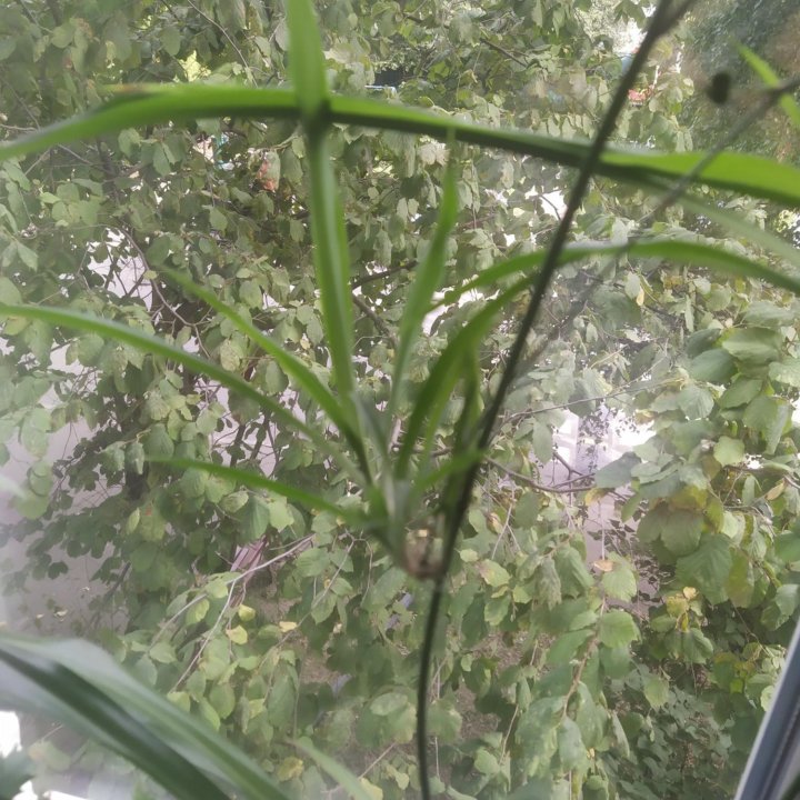 Хлорофитум