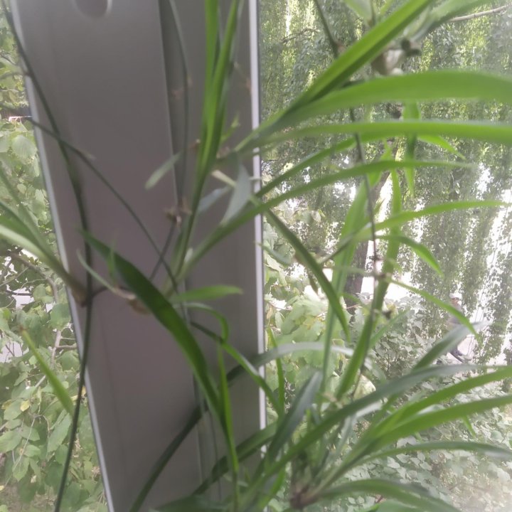 Хлорофитум