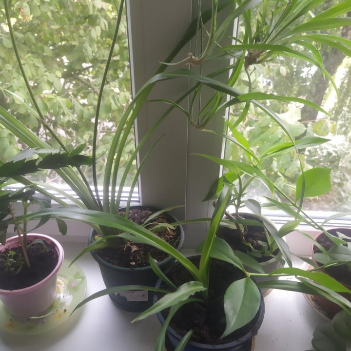 Хлорофитум