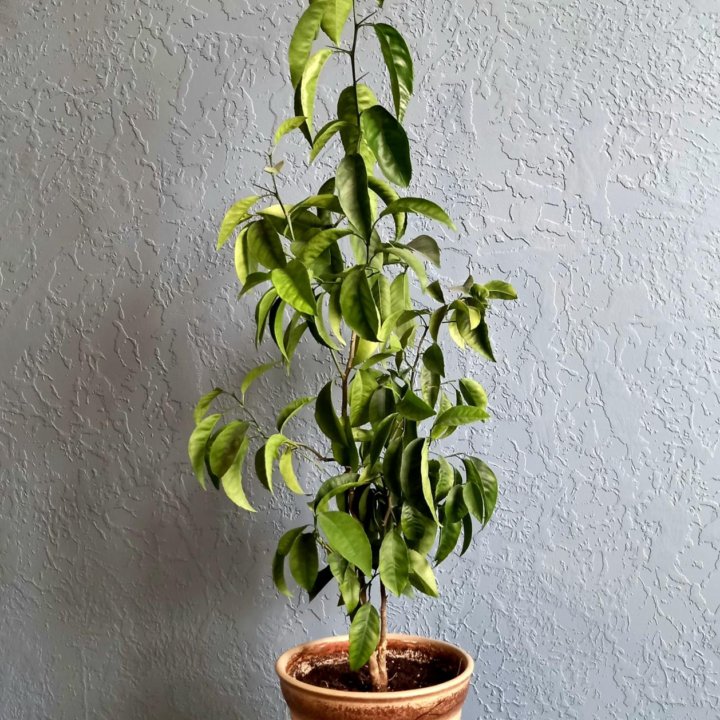 Мандариновое дерево