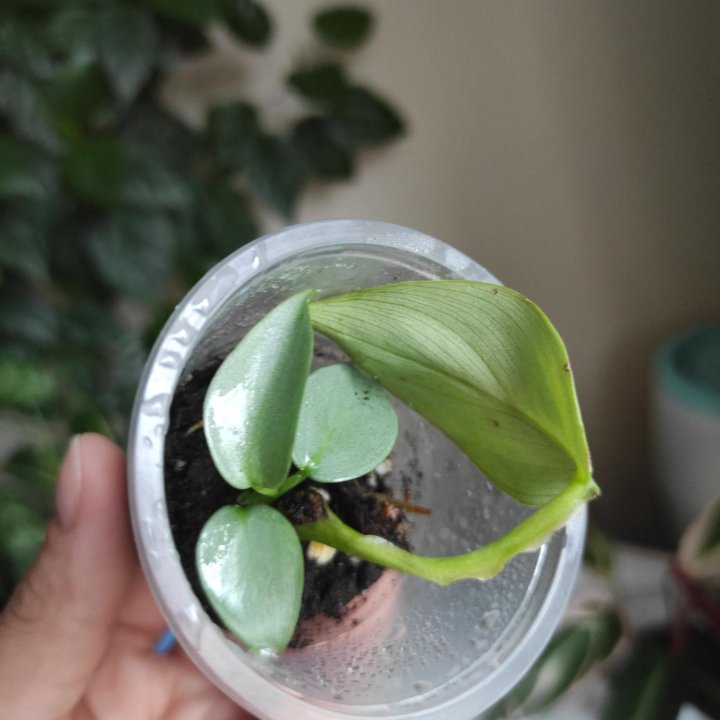 Филодендроны сортовые