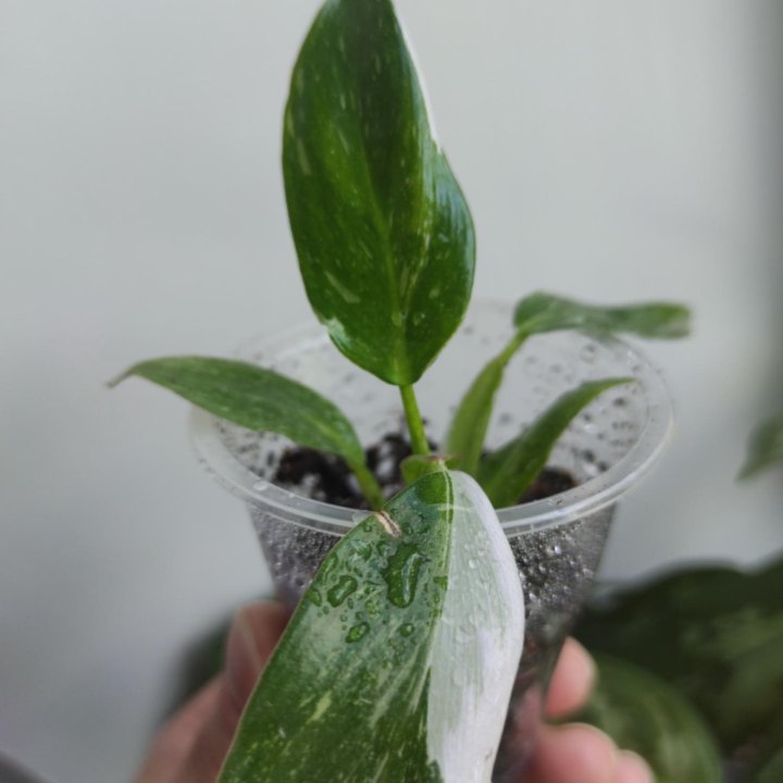 Филодендроны сортовые