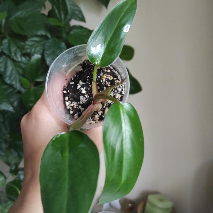 Филодендроны сортовые