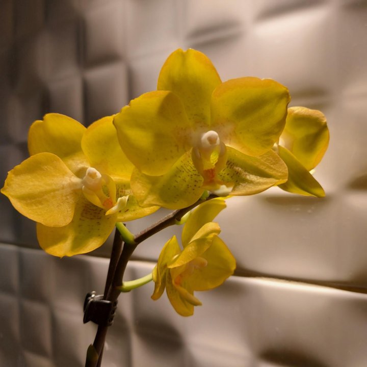 Орхидея Buttercup(Arezzo)