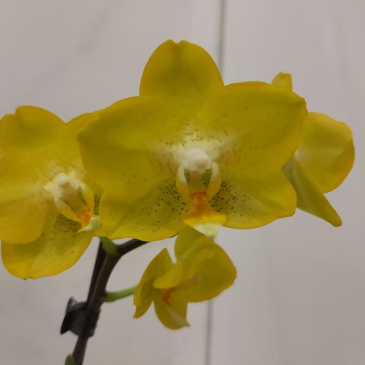 Орхидея Buttercup(Arezzo)