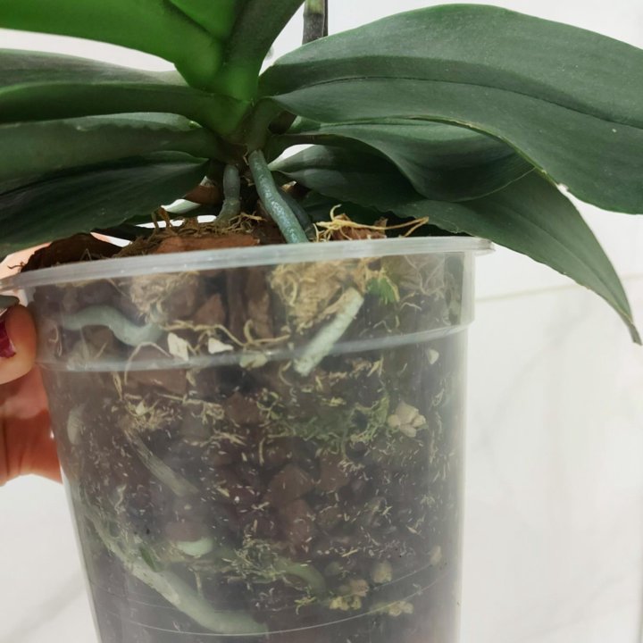 Орхидея Buttercup(Arezzo)