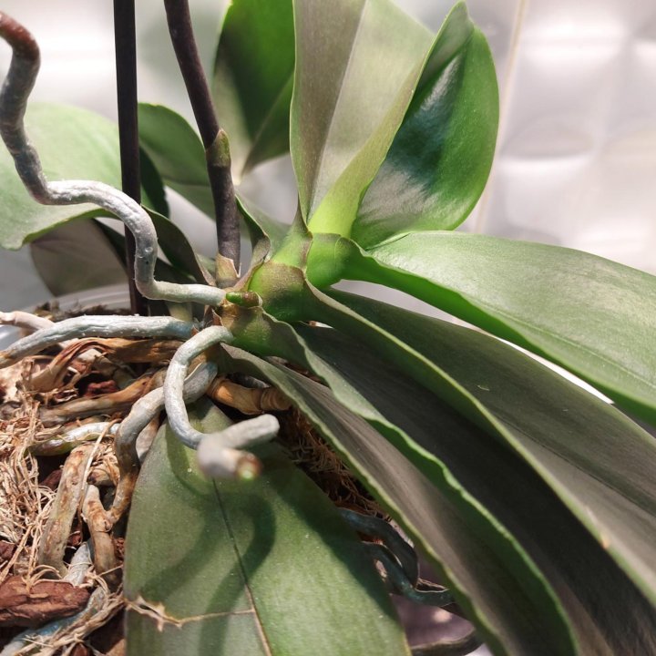 Орхидея Buttercup(Arezzo)