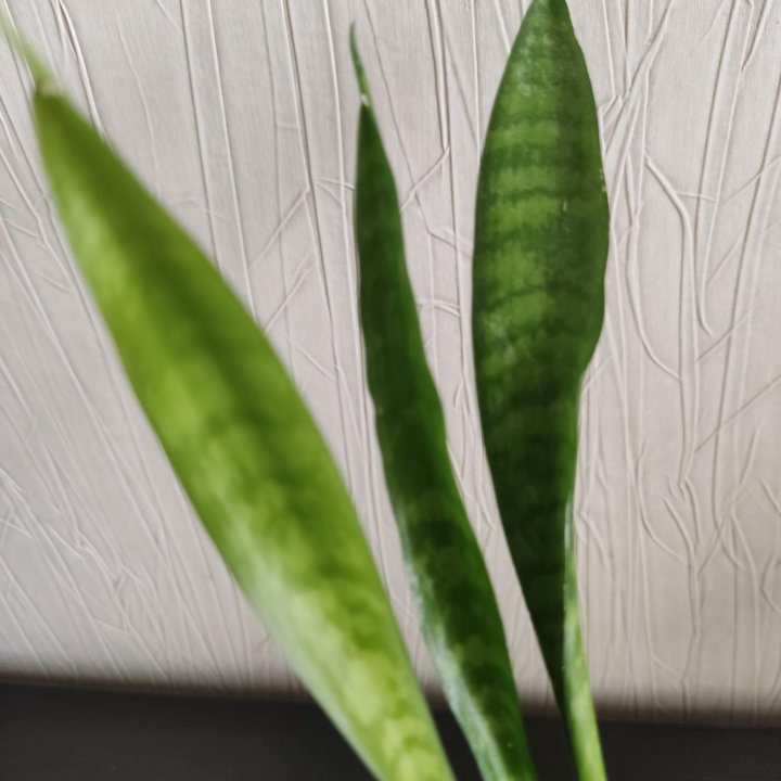 Сансевиерия