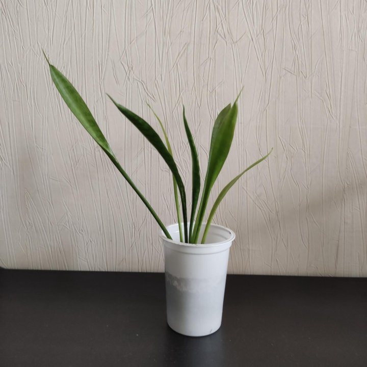 Сансевиерия