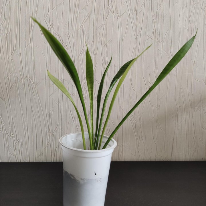 Сансевиерия