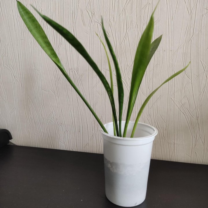 Сансевиерия