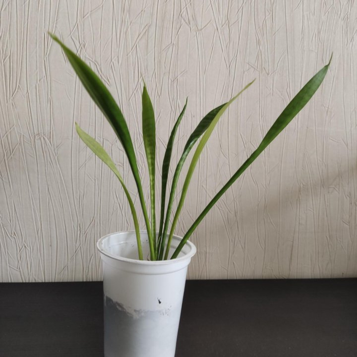 Сансевиерия