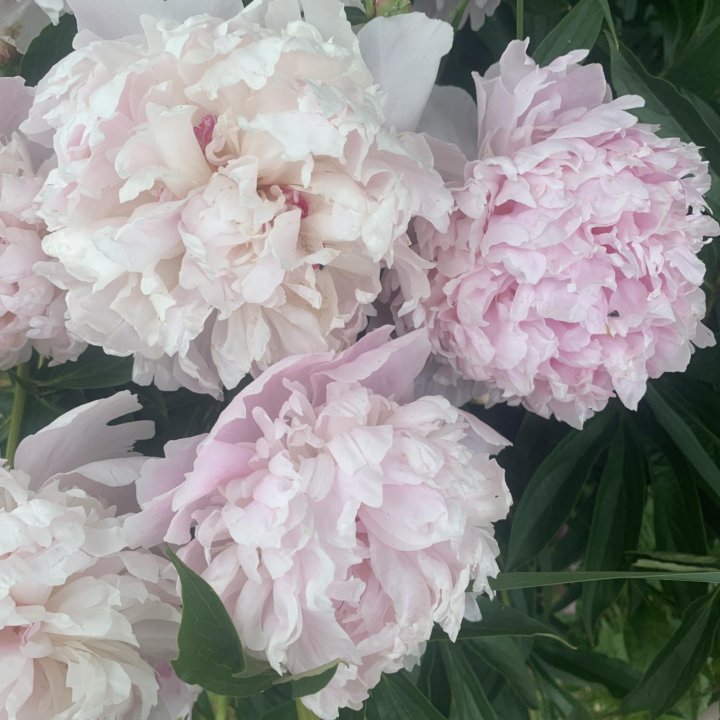 Пион махровый