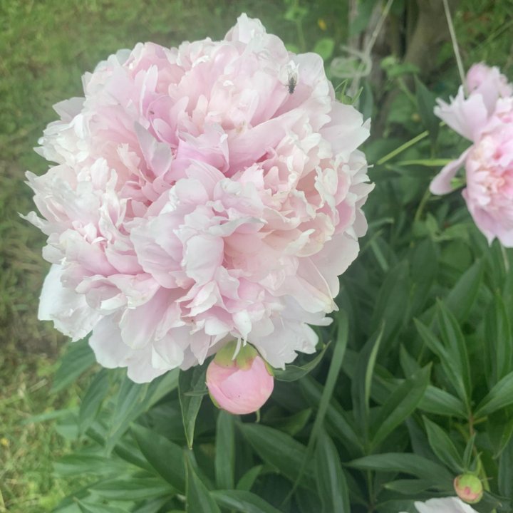 Пион махровый