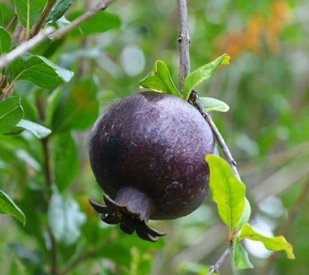 Гранат-нана (карликовый) и гранат черноплодный.