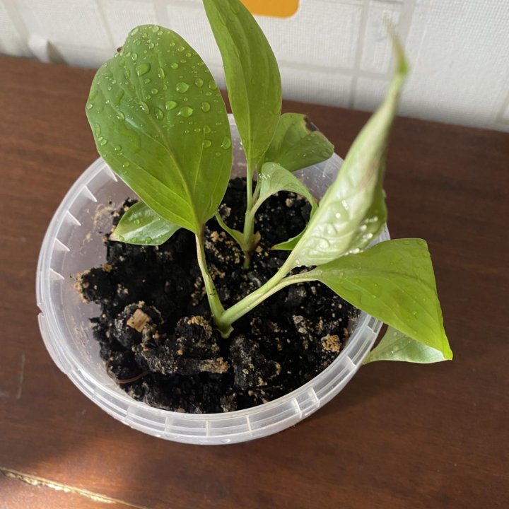 Спатифиллум