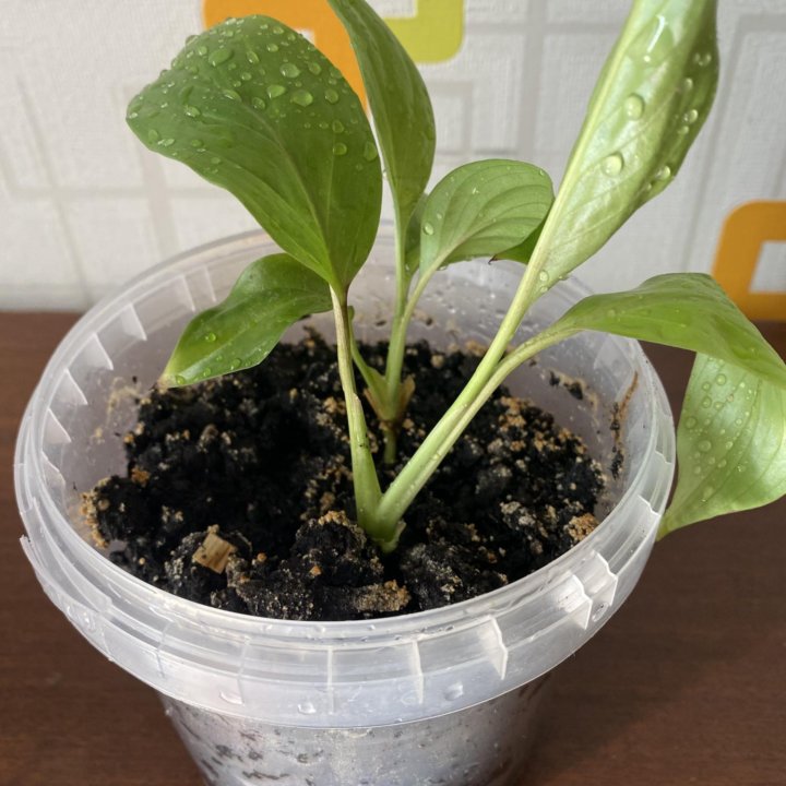 Спатифиллум