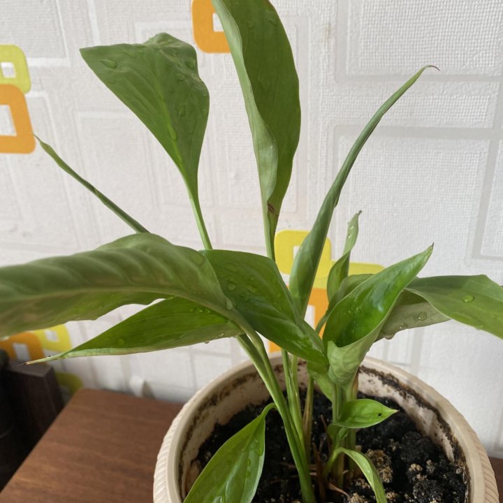 Спатифиллум