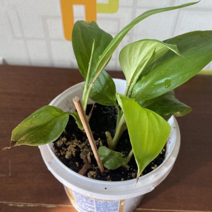 Спатифиллум