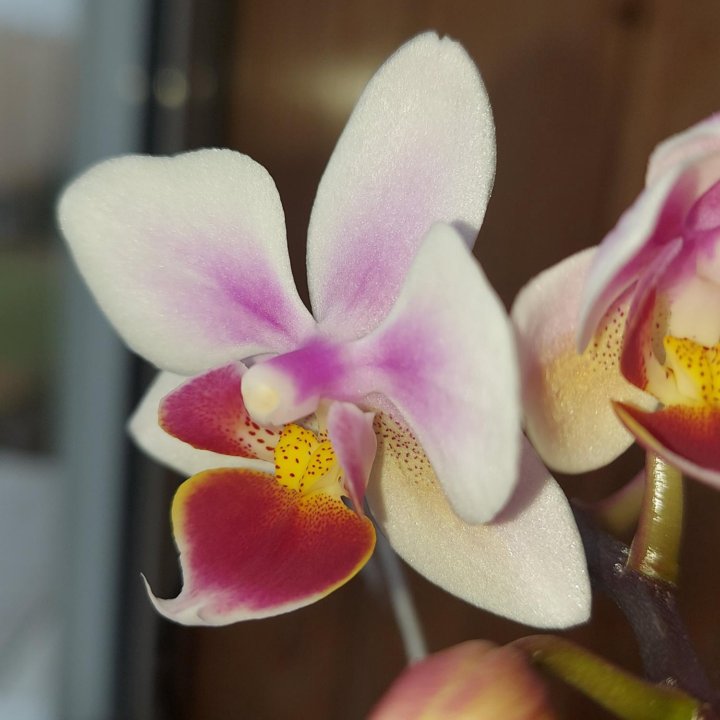 Орхидея фаленопсис