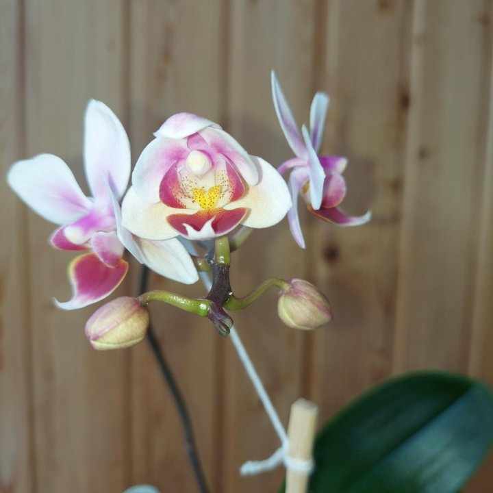 Орхидея фаленопсис