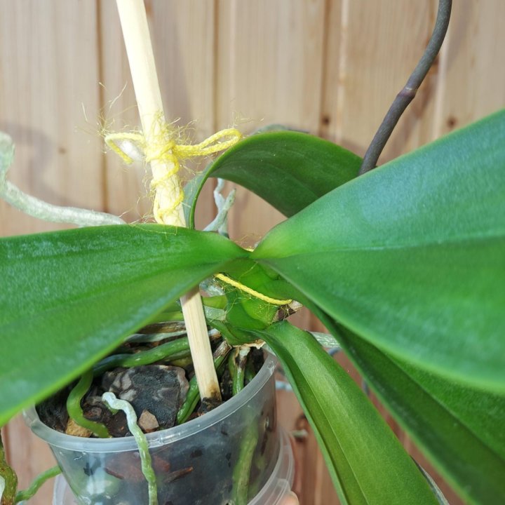 Орхидея фаленопсис