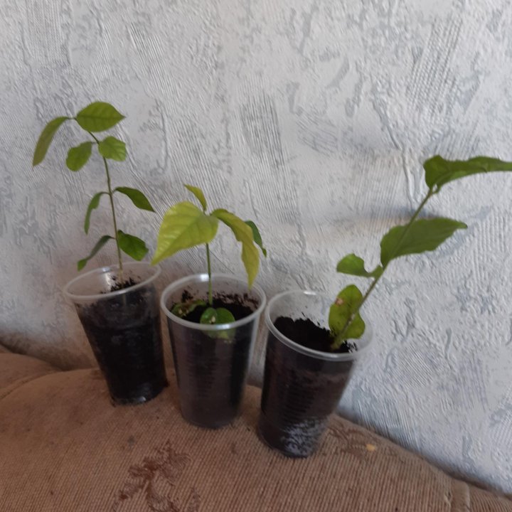 Жасмин самбак