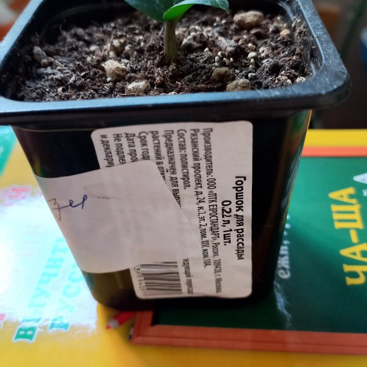 Замиокулькас Зензи