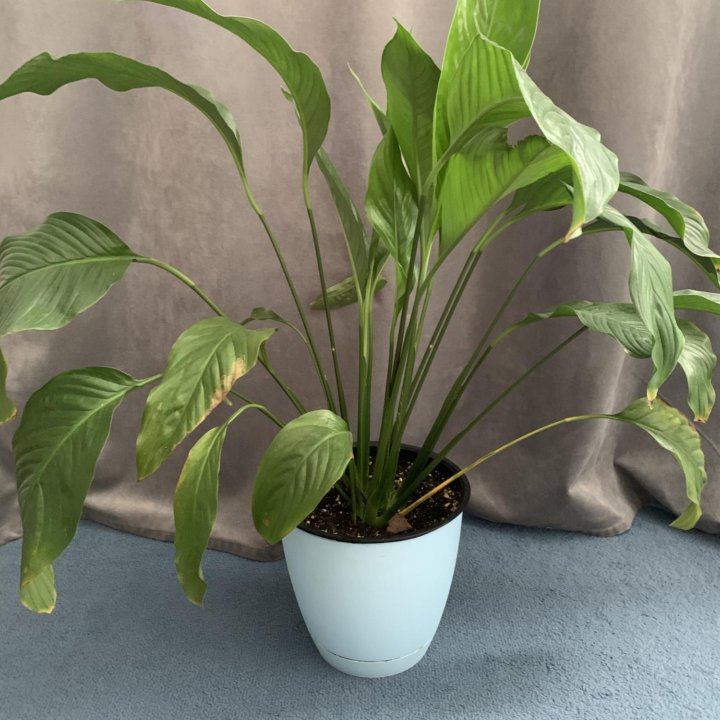 Спатифиллум