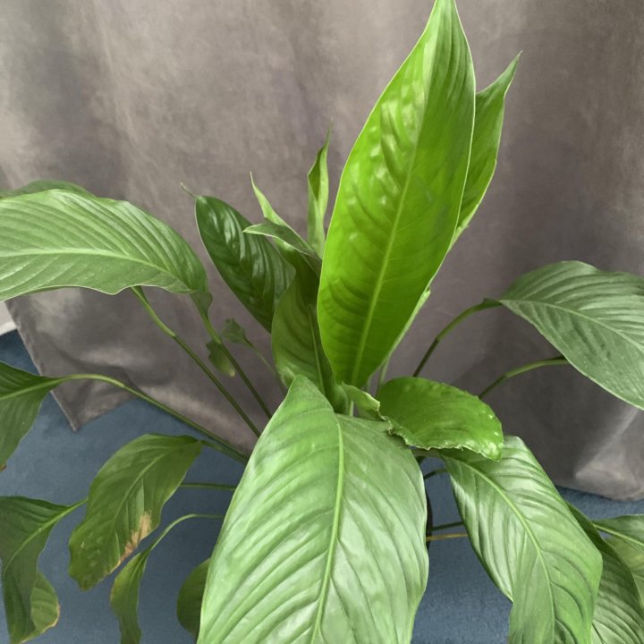 Спатифиллум