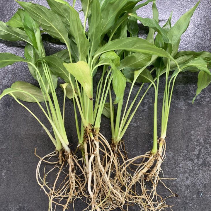 Спатифиллум