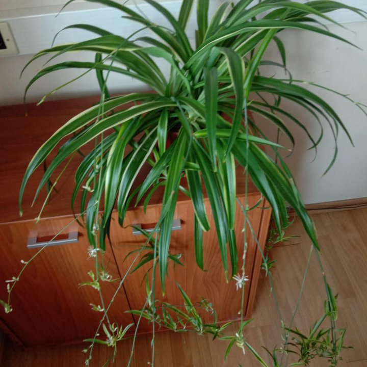 Хлорофитум