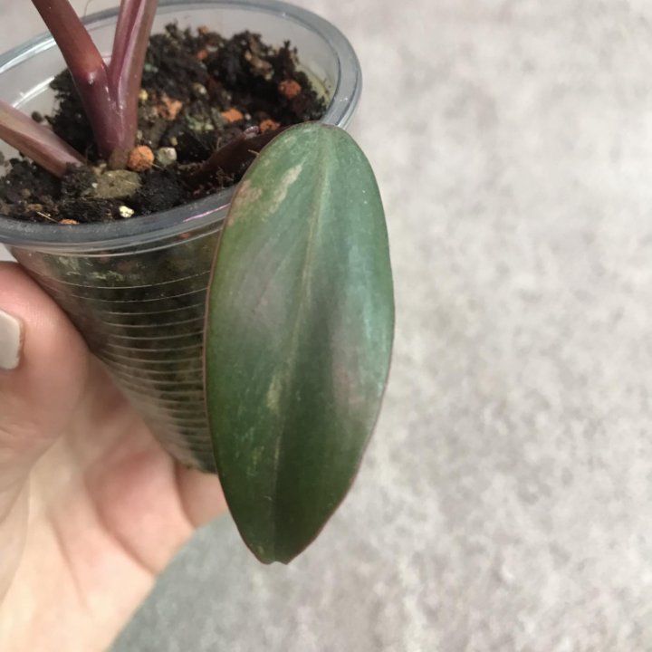 Филодендрон ред эмеральд вариегатный