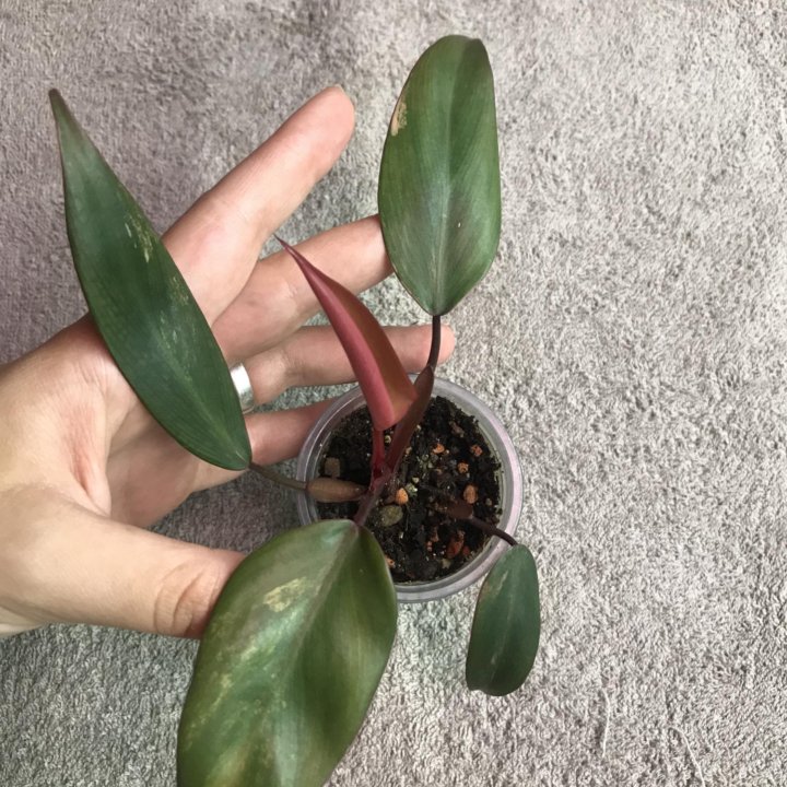 Филодендрон ред эмеральд вариегатный