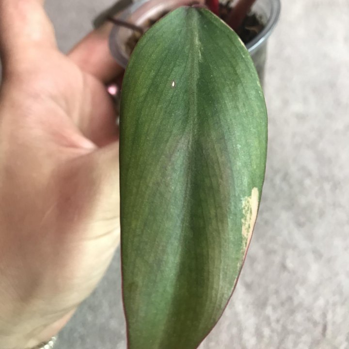 Филодендрон ред эмеральд вариегатный