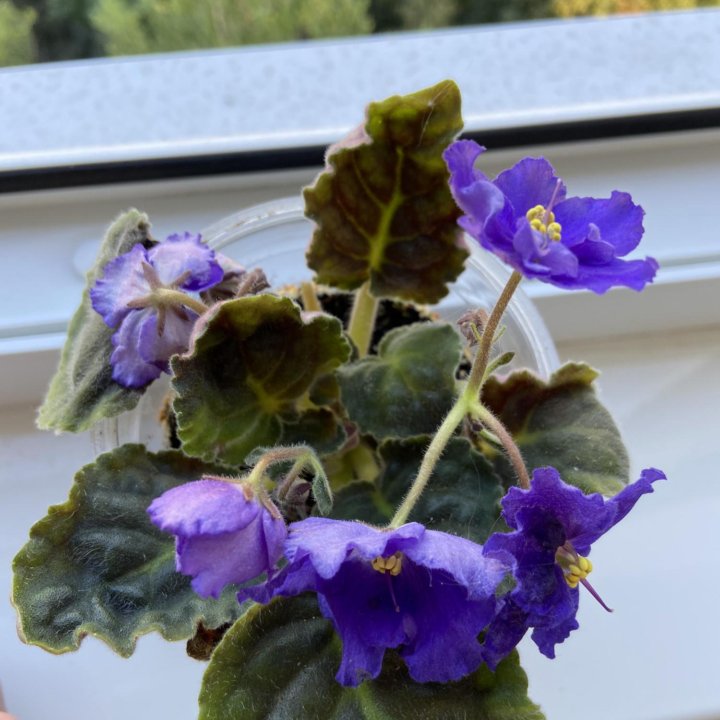 Фиалка синяя