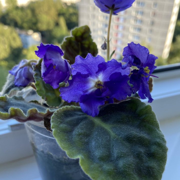 Фиалка синяя