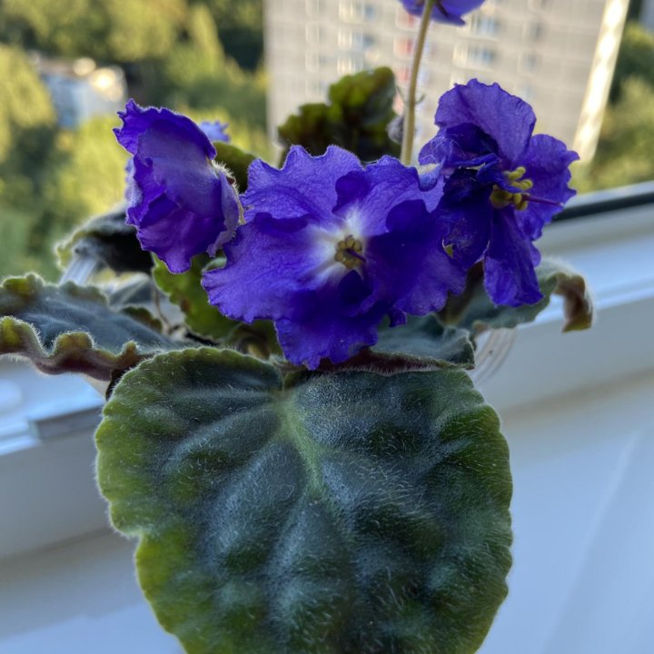 Фиалка синяя