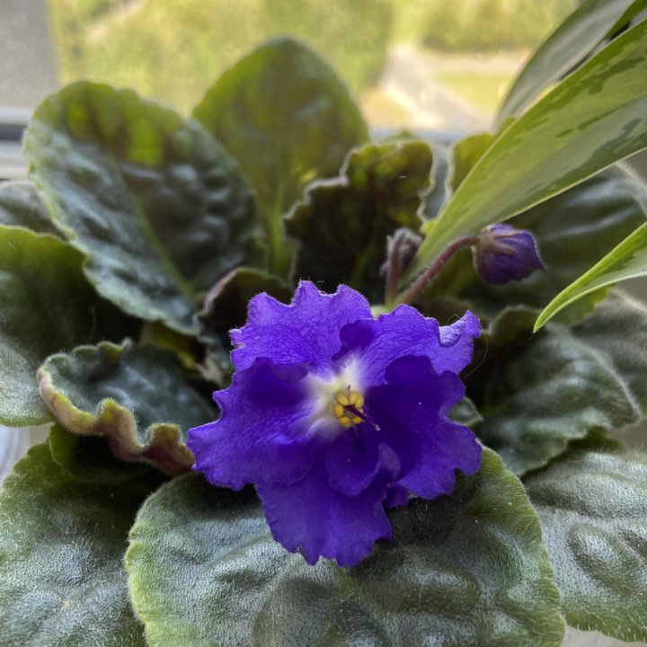 Фиалка синяя