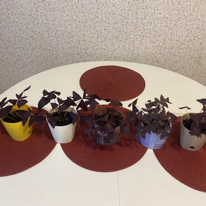 Оксалис кислица