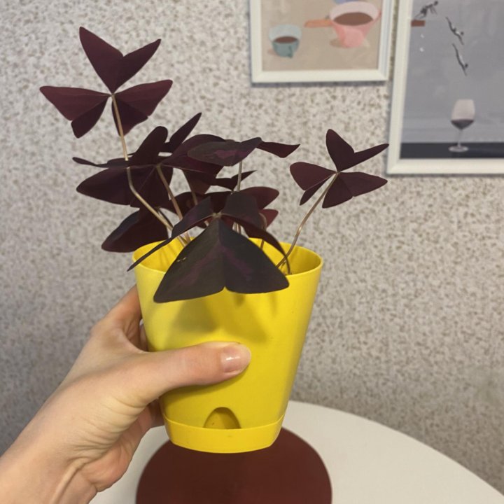 Оксалис кислица