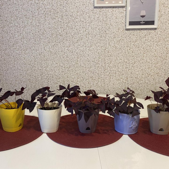 Оксалис кислица