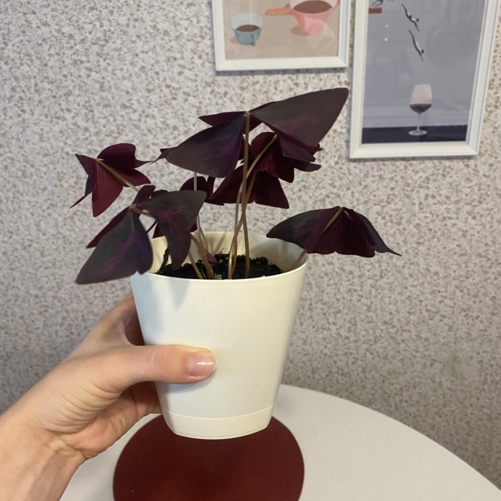 Оксалис кислица